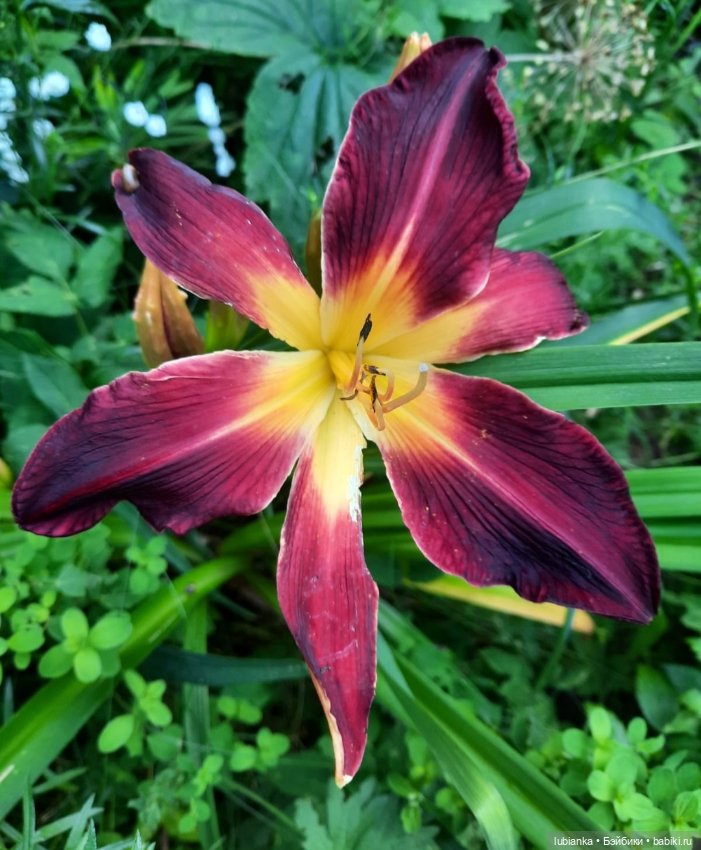 Королевская двойня — Винтажные куклы ГДР (Немки): Бигги (фото 8)