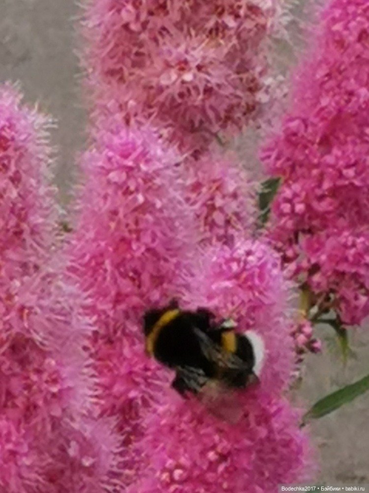 Помогите — Куклы Nines d'Onil (Нинес): Миа (Mia) (фото 6)