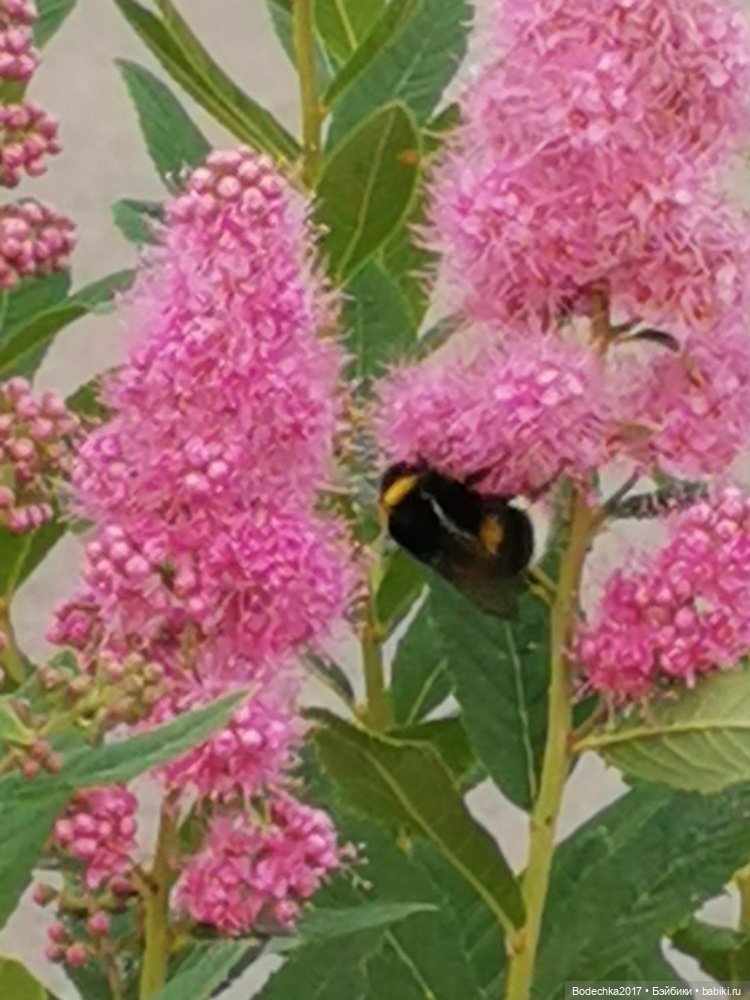 Помогите — Куклы Nines d'Onil (Нинес): Миа (Mia) (фото 4)