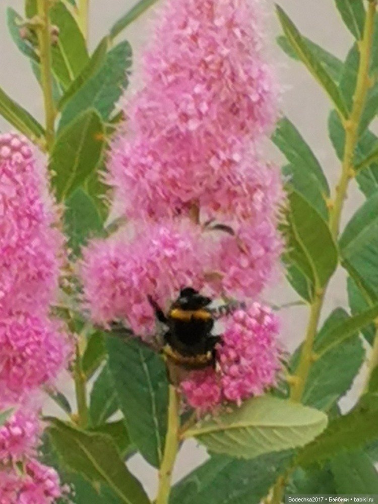 Помогите — Куклы Nines d'Onil (Нинес): Миа (Mia) (фото 3)