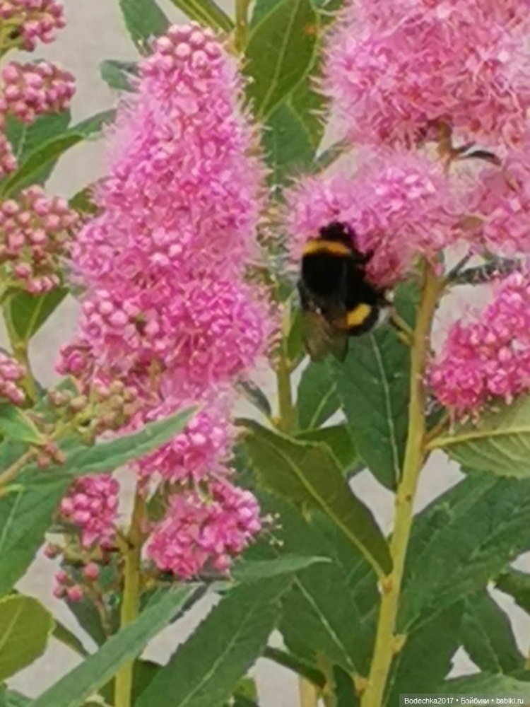 Помогите — Куклы Nines d'Onil (Нинес): Миа (Mia) (фото 5)