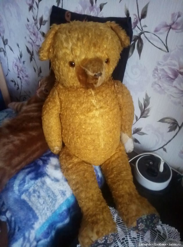 Помогите определить родословную медведя (фото 2)