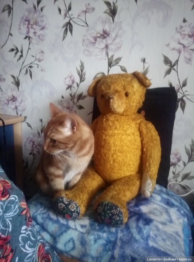 Помогите определить родословную медведя (фото 5)