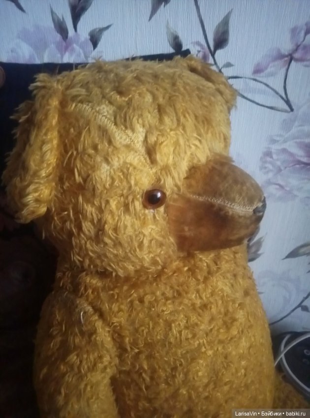 Помогите определить родословную медведя (фото 3)