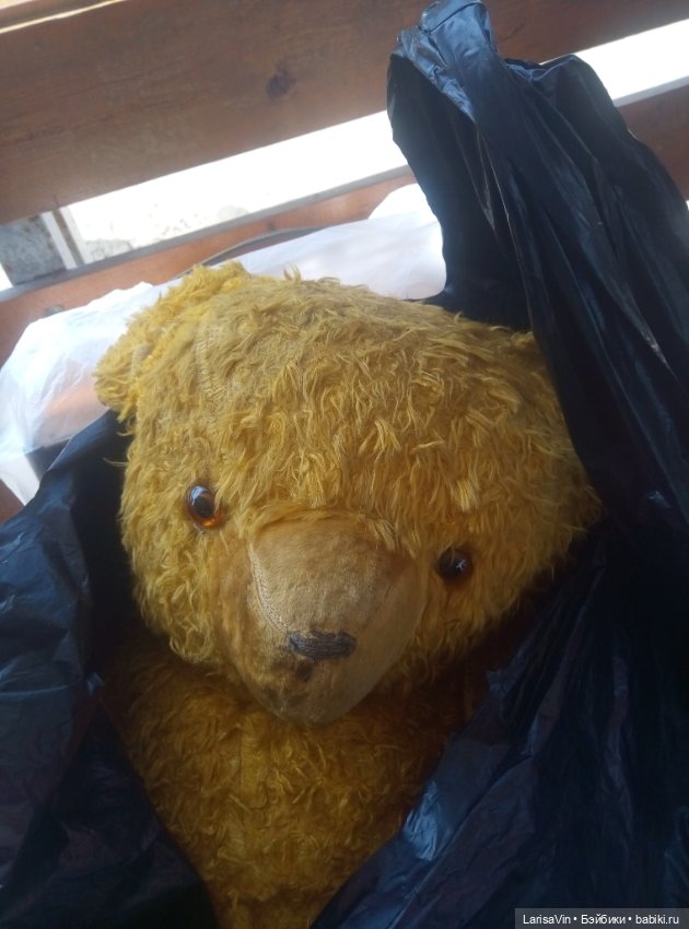 Помогите определить родословную медведя