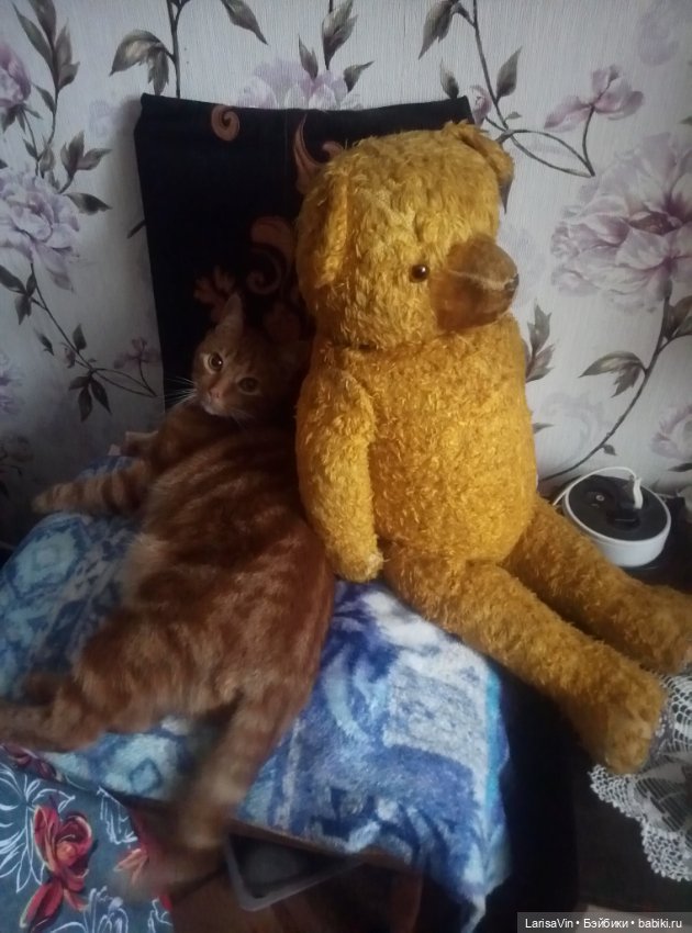 Помогите определить родословную медведя (фото 4)