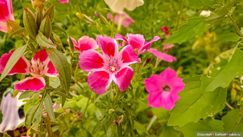 Чай с ромашкой. Realpuki. 173