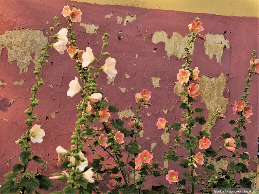 Из Елизаветы в Лизоньку — Куклы Baboliy (Баболи