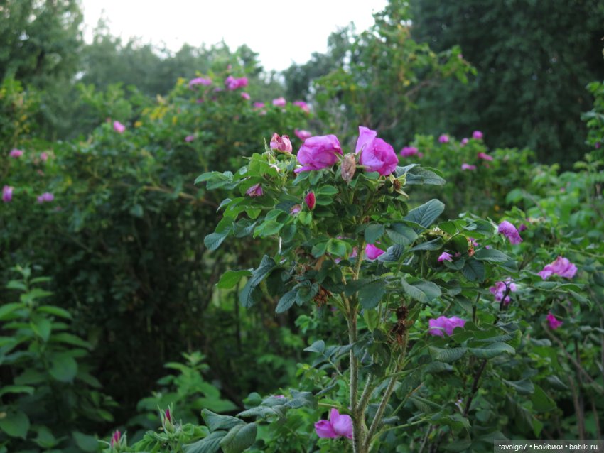 Василиса от Пластмастер и старое Подмосковье (фото 10)