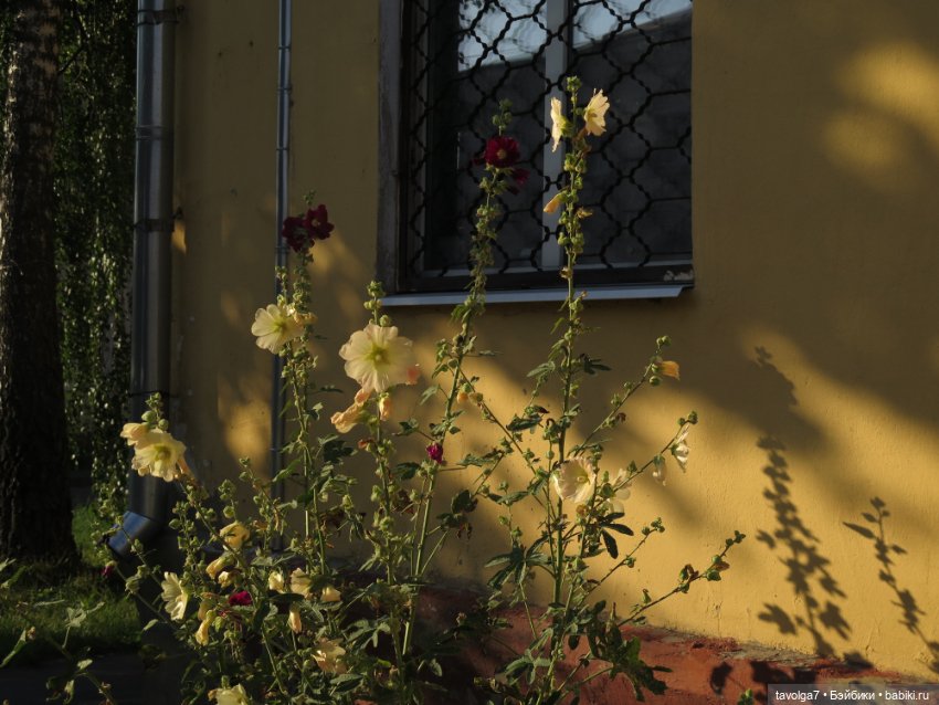 Из Елизаветы в Лизоньку — Куклы Baboliy (Баболи