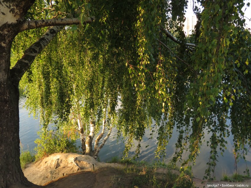 Василиса от Пластмастер и старое Подмосковье (фото 2)