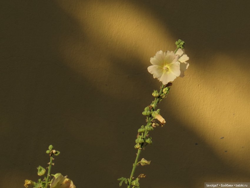 Из Елизаветы в Лизоньку — Куклы Baboliy (Баболи