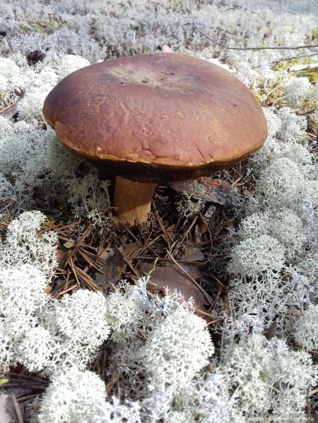 Алёнка в ботанической экспедиции (фото 8)