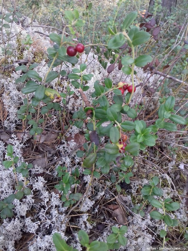 Алёнка в ботанической экспедиции