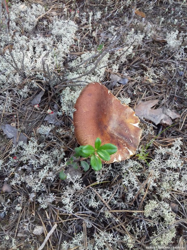 Алёнка в ботанической экспедиции