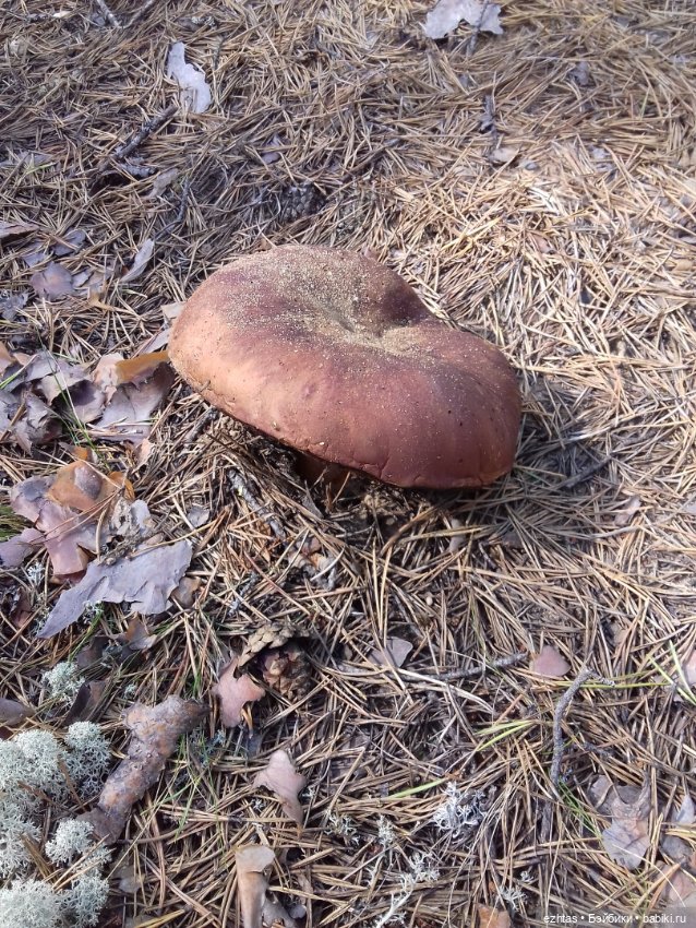 Алёнка в ботанической экспедиции