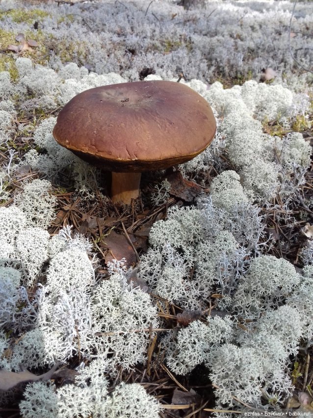 Алёнка в ботанической экспедиции (фото 9)