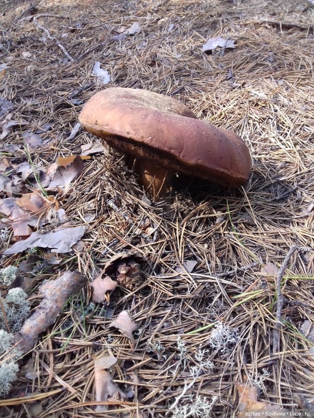 Алёнка в ботанической экспедиции (фото 10)