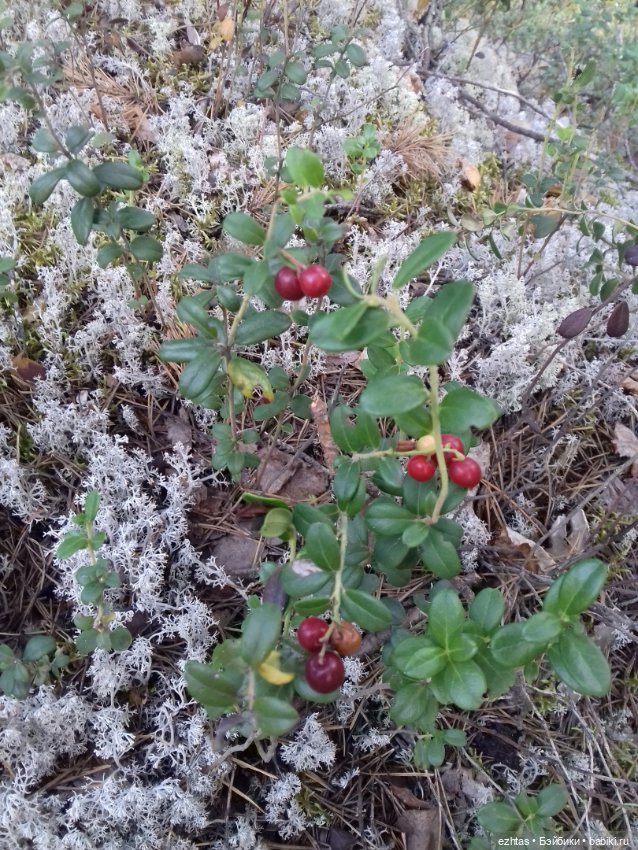 Алёнка в ботанической экспедиции