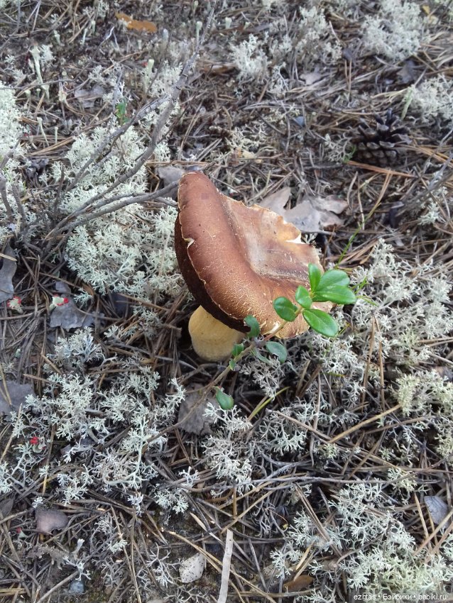 Алёнка в ботанической экспедиции