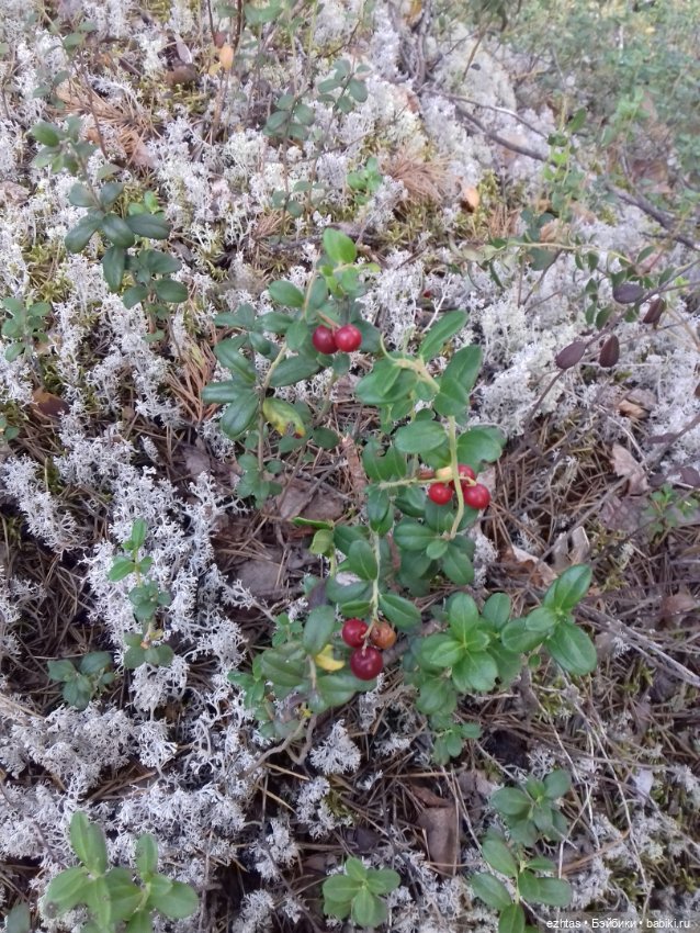 Алёнка в ботанической экспедиции