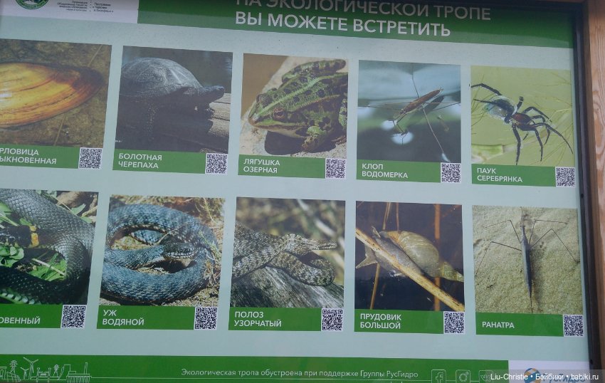 Как Санёк в Волго-Ахтубинскую пойму ездил (фото 3)