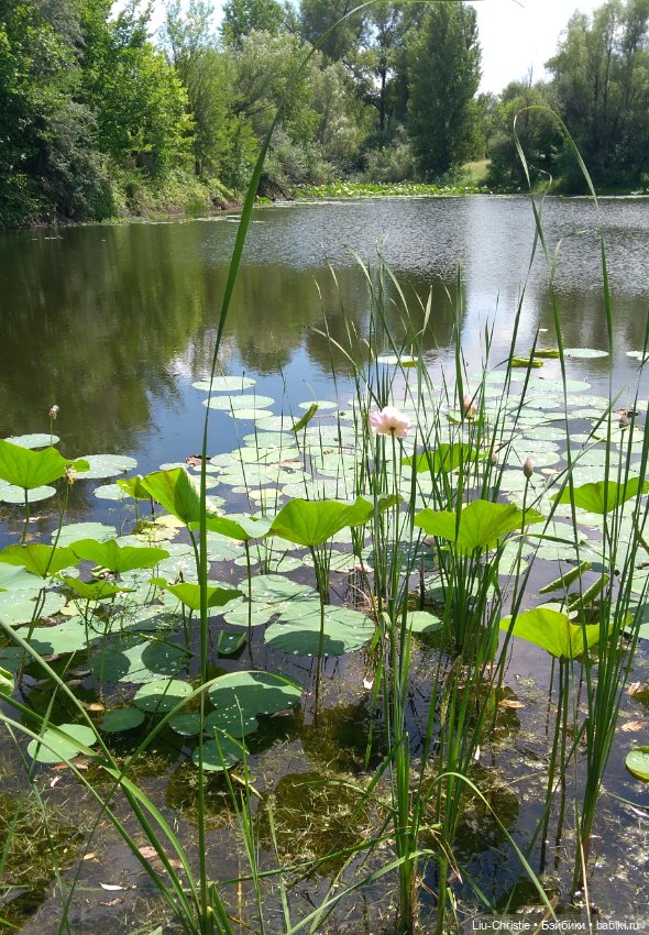 Как Санёк в Волго-Ахтубинскую пойму ездил (фото 4)