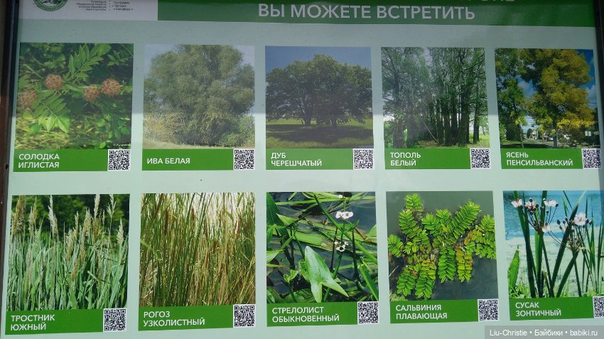 Как Санёк в Волго-Ахтубинскую пойму ездил (фото 2)