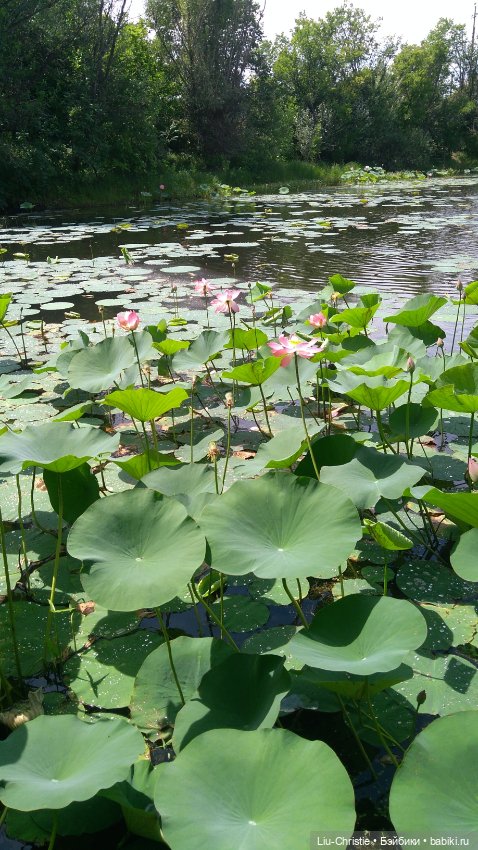 Как Санёк в Волго-Ахтубинскую пойму ездил (фото 7)