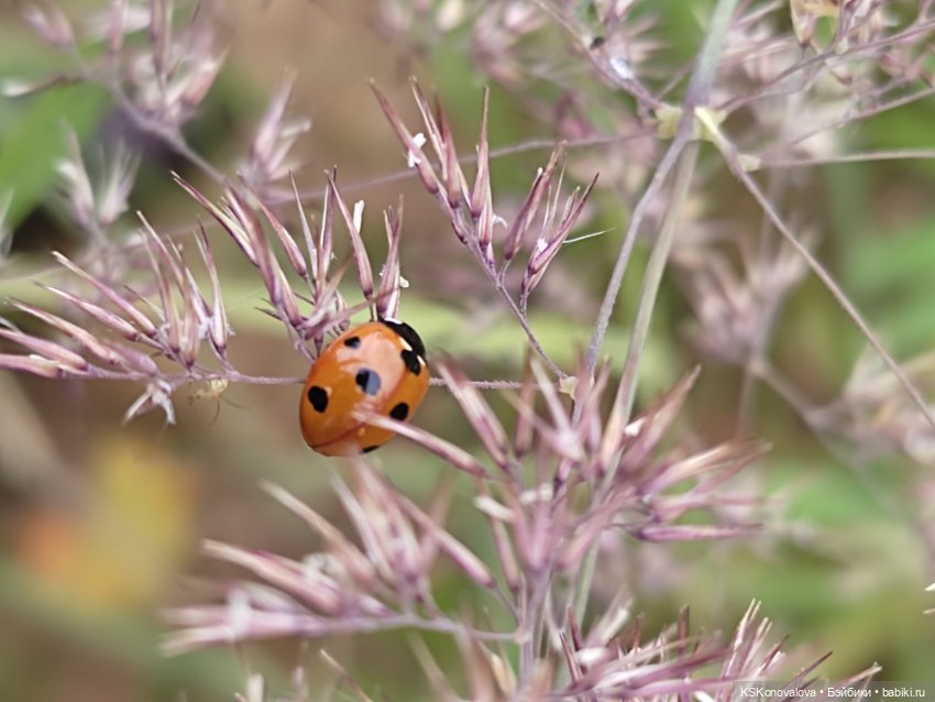 Куклы на каникулах! Или Антошка, Антошка, пойдём ловить рыбешку! (После конкурса)