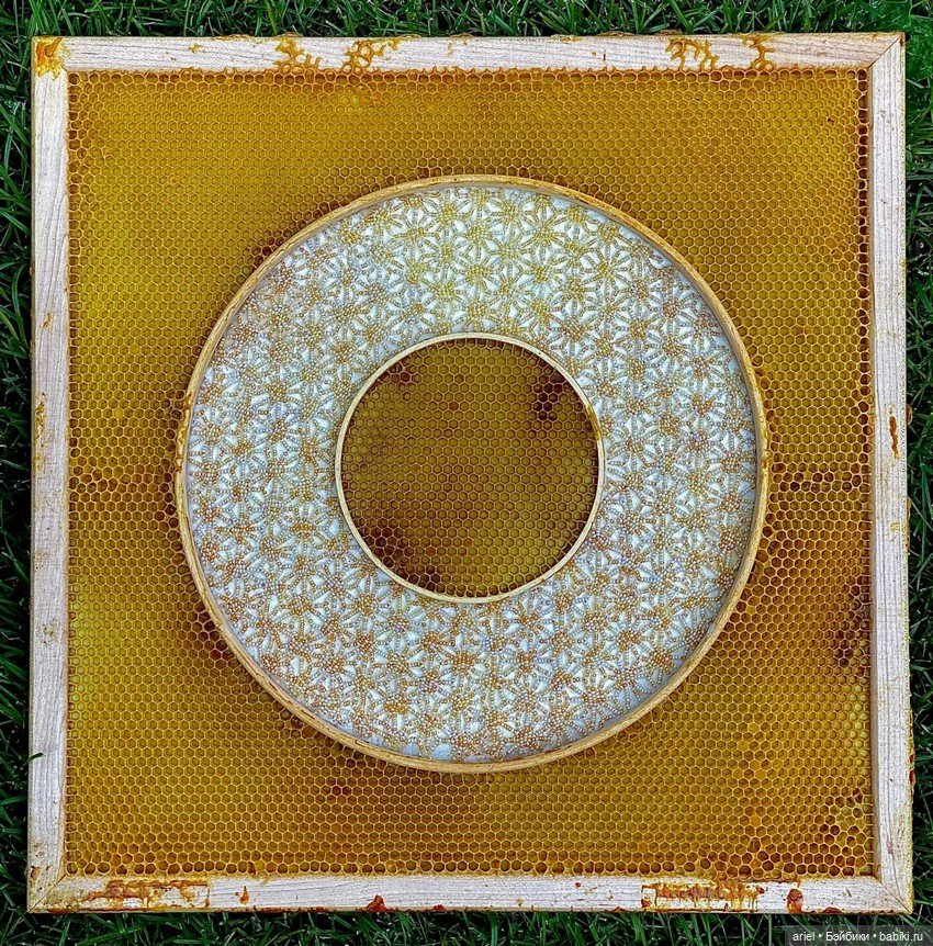 Пчелиные работы от художницы из Онтарио Авы Рот (Ava Roth) (фото 3)