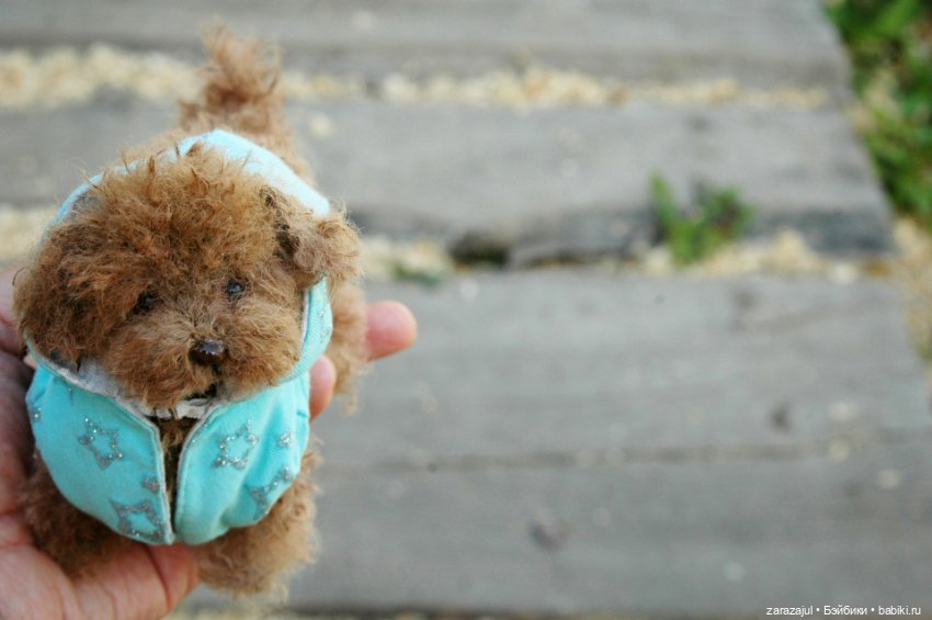 Рыжик - курточка и ошейник готовы (фото 2)