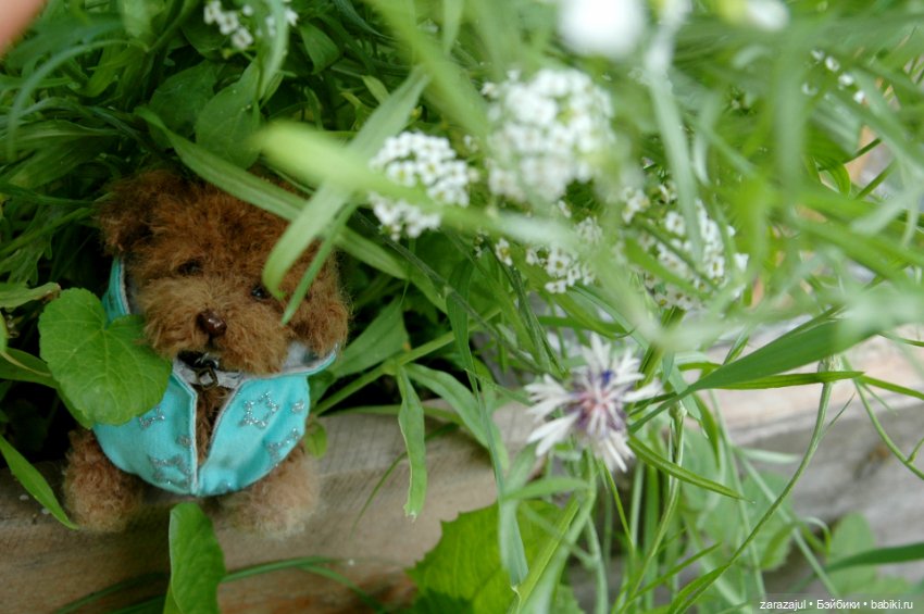 Рыжик - курточка и ошейник готовы (фото 4)