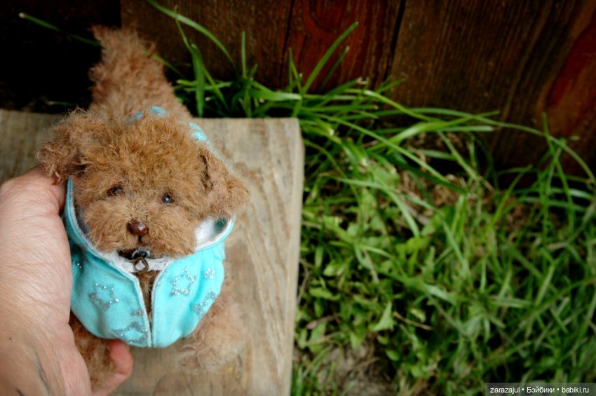 Рыжик - курточка и ошейник готовы (фото 6)