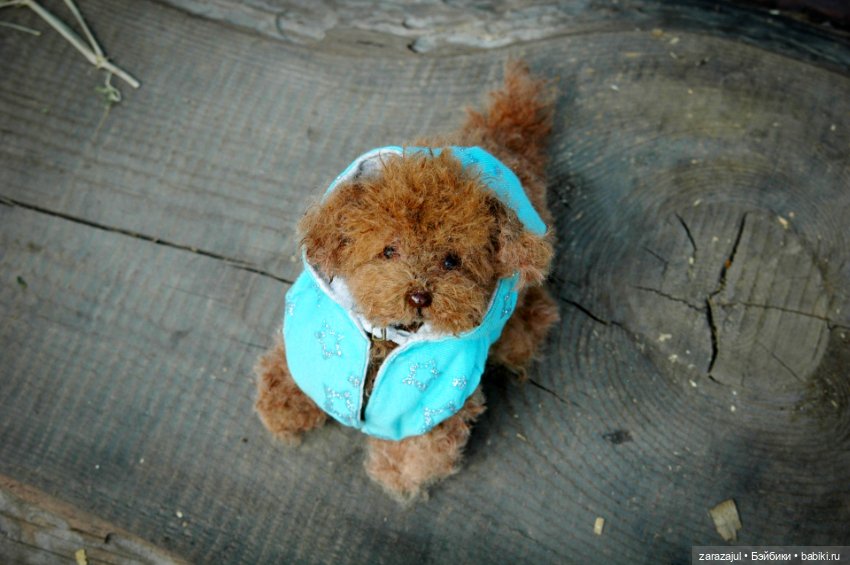 Рыжик - курточка и ошейник готовы