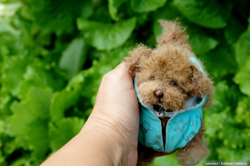 Рыжик - курточка и ошейник готовы (фото 3)