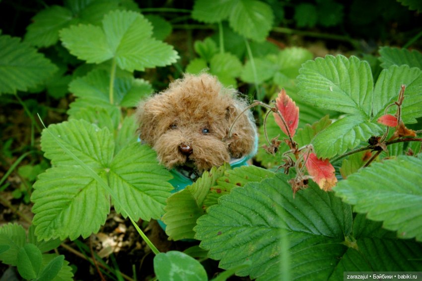 Рыжик - курточка и ошейник готовы (фото 7)