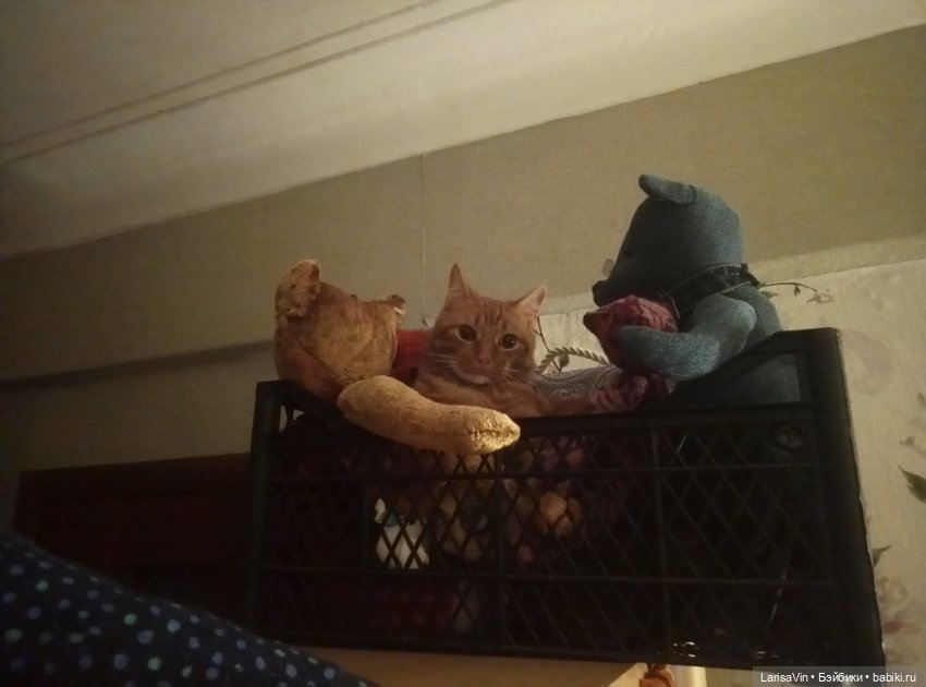 Кот и медведи — В мире животных: смешные фото питомцев и зверей