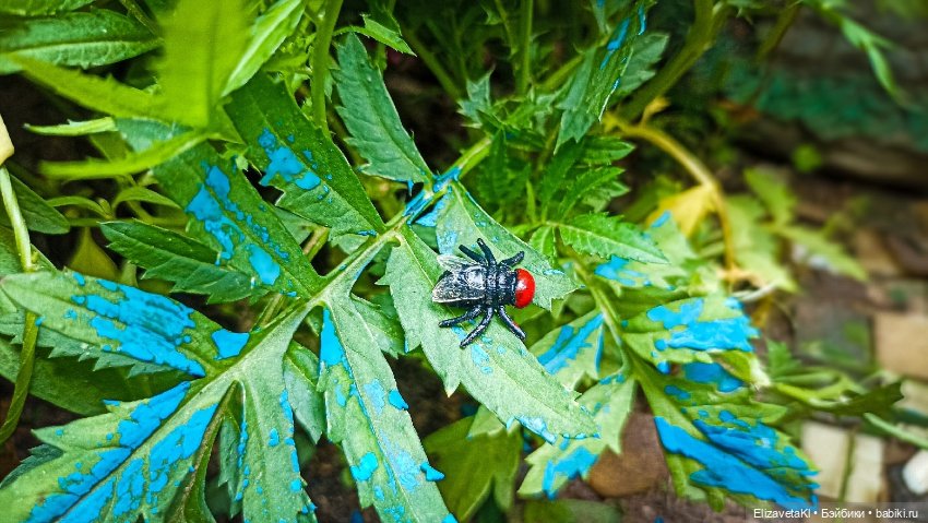 Муха. Realpuki. 174 — Фотоистории с куклами BJD (БЖД): сериалы (фото 2)