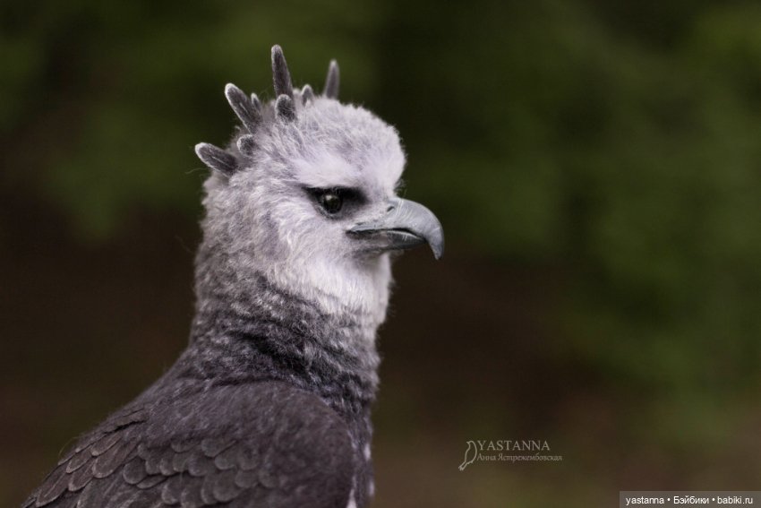 Гарпия — Валяные игрушки из шерсти: сухое валяние (фото 9)