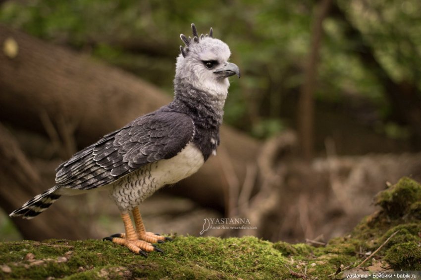 Гарпия — Валяные игрушки из шерсти: сухое валяние