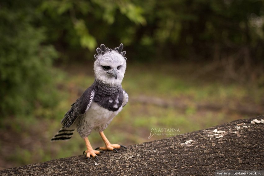 Гарпия — Валяные игрушки из шерсти: сухое валяние