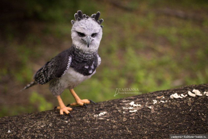 Гарпия — Валяные игрушки из шерсти: сухое валяние (фото 7)