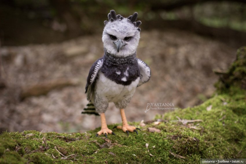 Гарпия — Валяные игрушки из шерсти: сухое валяние