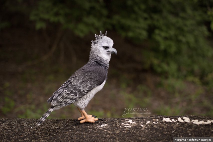 Гарпия — Валяные игрушки из шерсти: сухое валяние (фото 10)