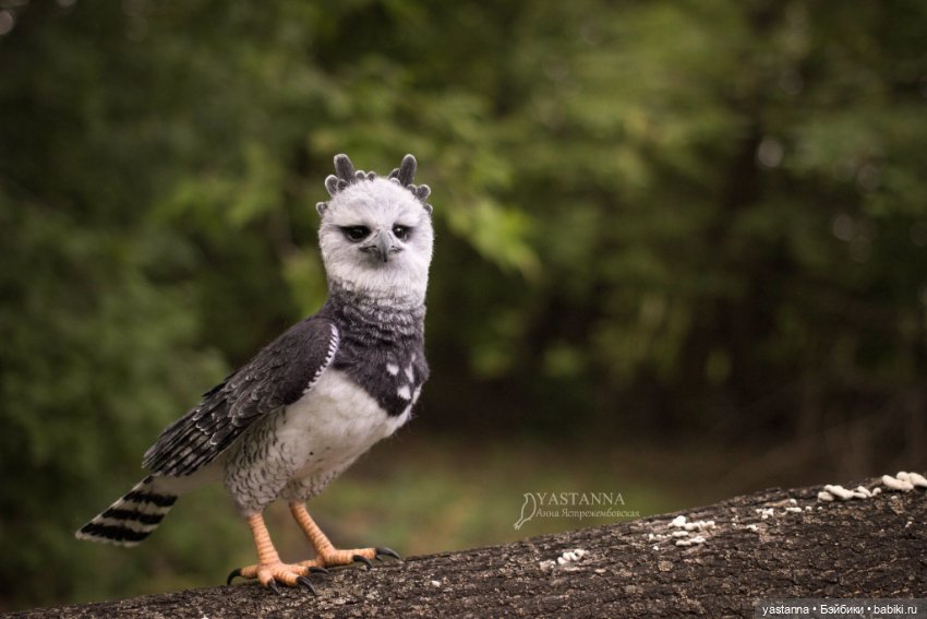 Гарпия — Валяные игрушки из шерсти: сухое валяние