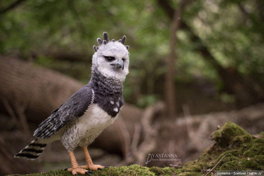 Гарпия — Валяные игрушки из шерсти: сухое валяние