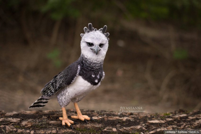 Гарпия — Валяные игрушки из шерсти: сухое валяние (фото 3)