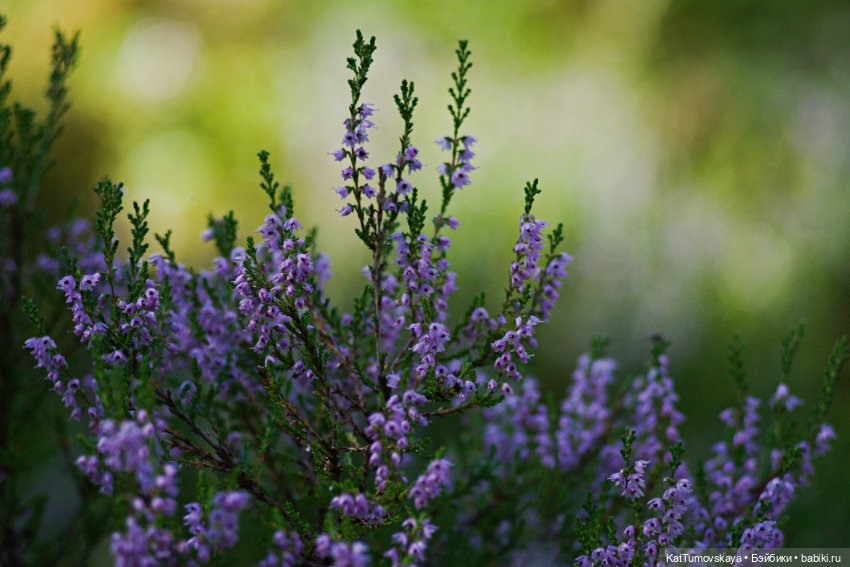 Диса и Вереск — Куклы Paola Reina (Паола Рейна): новинки