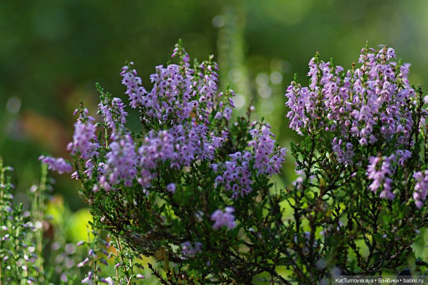 Диса и Вереск — Куклы Paola Reina (Паола Рейна): новинки